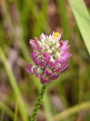 Polygala mariana