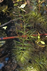 Ceratophyllum demersum