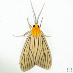 Pseudischnocampa