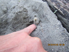 Pericoptus