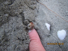 Pericoptus