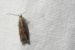 Ancylis diminuatana