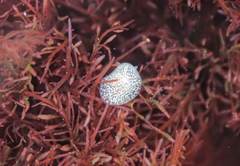 Corambe