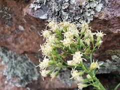 Baccharis thesioides