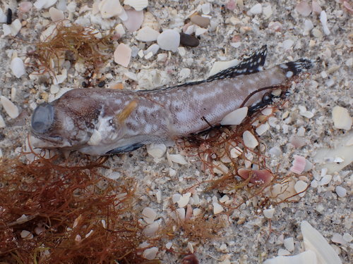 Spotfin jawfish (Opistognathus robinsi) — Opistognathidae — 2