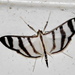 Zebra Pyrale - Photo (c) Peter Vos, some rights reserved (CC BY-NC), uploaded by Peter Vos