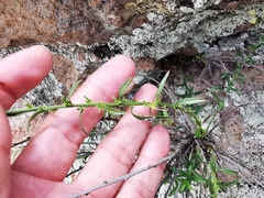 Baccharis thesioides