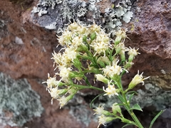 Baccharis thesioides