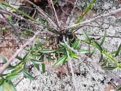 Baccharis thesioides