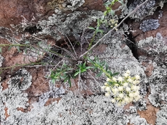 Baccharis thesioides