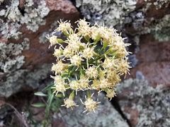 Baccharis thesioides