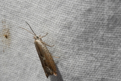 Ancylis diminuatana