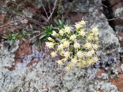 Baccharis thesioides