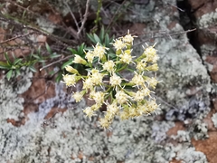 Baccharis thesioides
