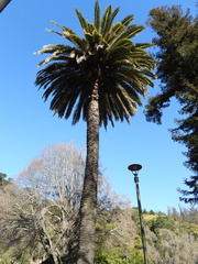Phoenix canariensis