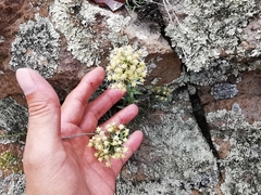 Baccharis thesioides