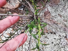 Baccharis thesioides