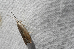 Ancylis diminuatana