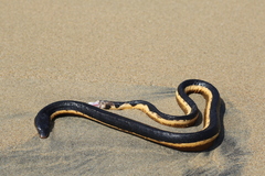 Hydrophis platurus