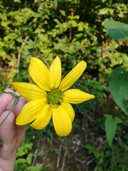 Silphium brachiatum