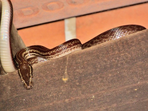 Photo of a Brown House Snake (capensis) (Boaedon capensis)