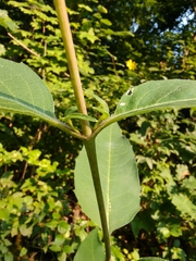 Silphium brachiatum