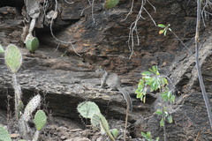 Otospermophilus beecheyi nesioticus