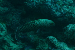Epinephelus macrospilos