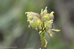 Anemonastrum zephyrum