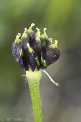 Anemonastrum zephyrum