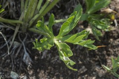 Anemonastrum zephyrum