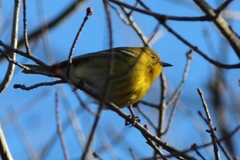 Setophaga pinus pinus