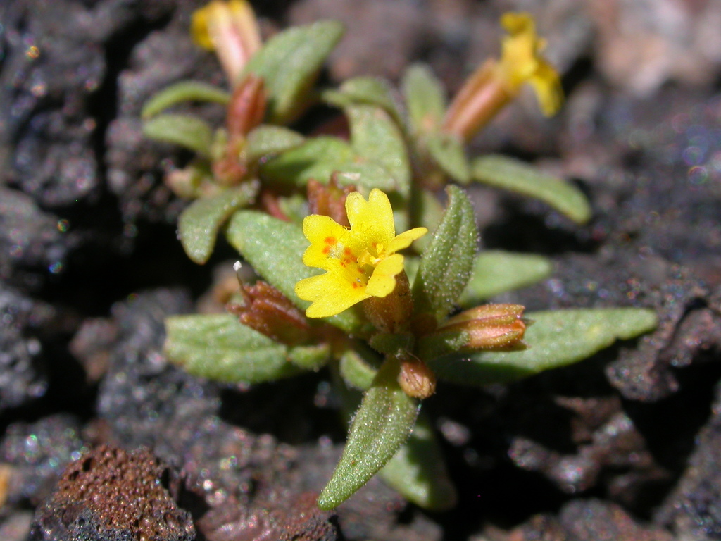 miniature monkeyflower