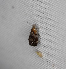 Tebenna gnaphaliella