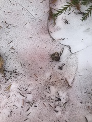 Chlamydomonas nivalis