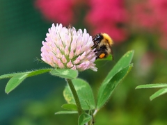 Bombus pascuorum