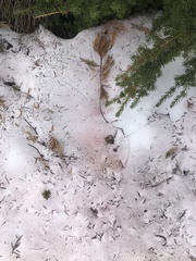 Chlamydomonas nivalis