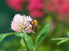 Bombus pascuorum