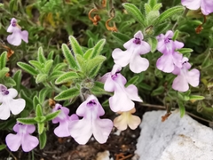 Salvia axillaris