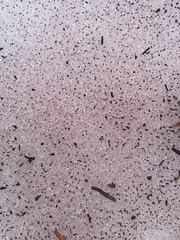 Chlamydomonas nivalis