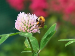 Bombus pascuorum