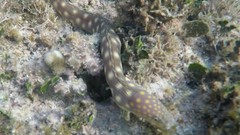 Myrichthys breviceps