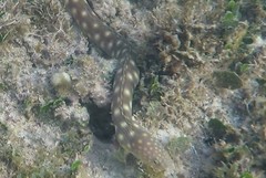 Myrichthys breviceps