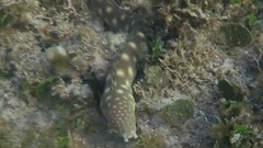 Myrichthys breviceps