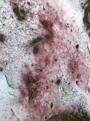 Chlamydomonas nivalis