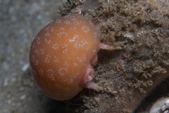 Pseudodromia latens