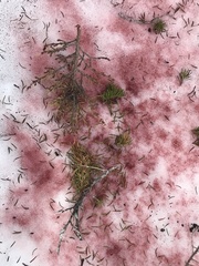 Chlamydomonas nivalis