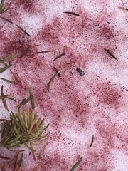 Chlamydomonas nivalis