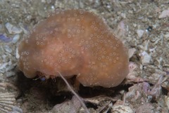 Pseudodromia latens
