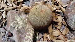 Mammillaria dixanthocentron